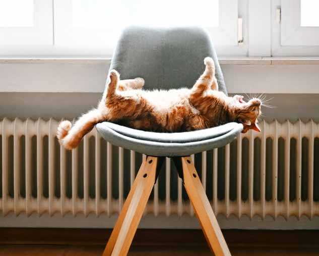 Cat Stretching on Chair in Front of Radiator
