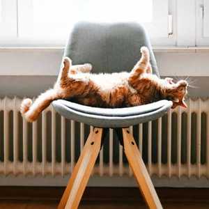 Cat Stretching on Chair in Front of Radiator