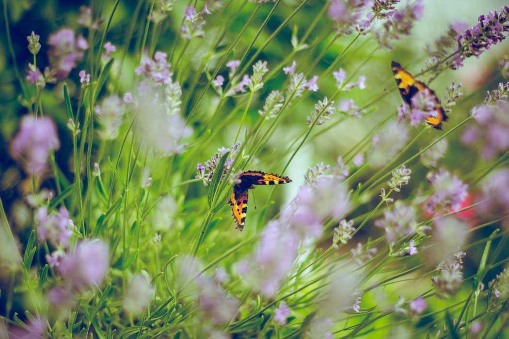 Butterflies Flying in between Plants