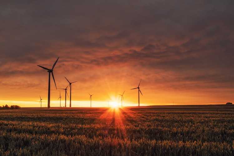 Wind Turbines in Field in Front of Sunset