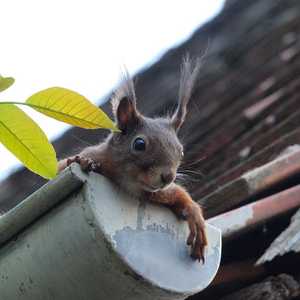 Red Squirrel in Roof Gutter