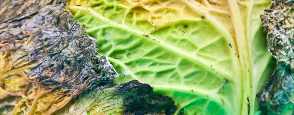 rotten cabbage