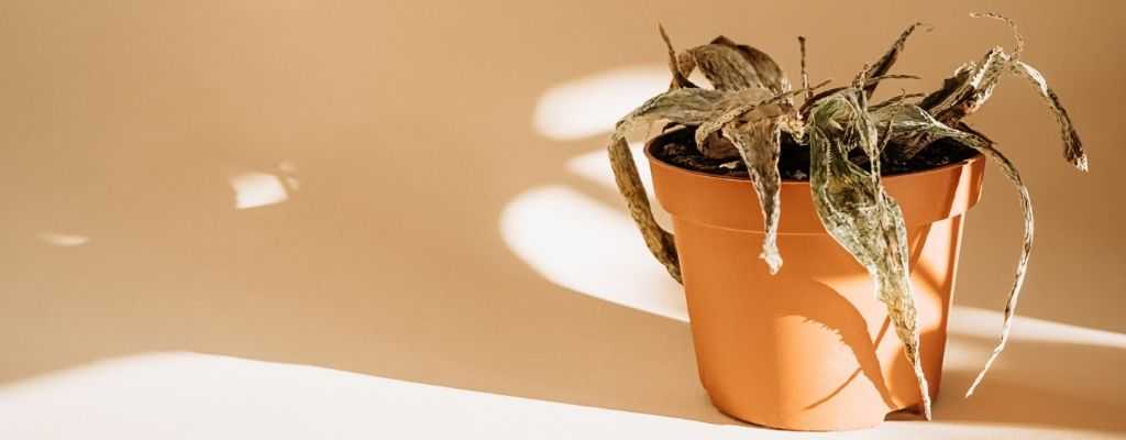 a dead house plant