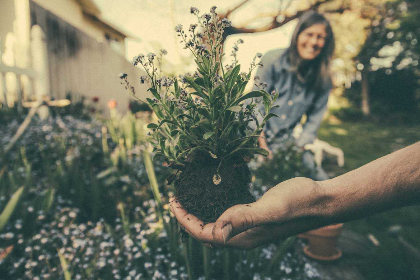 Person Holding Plant in Garden