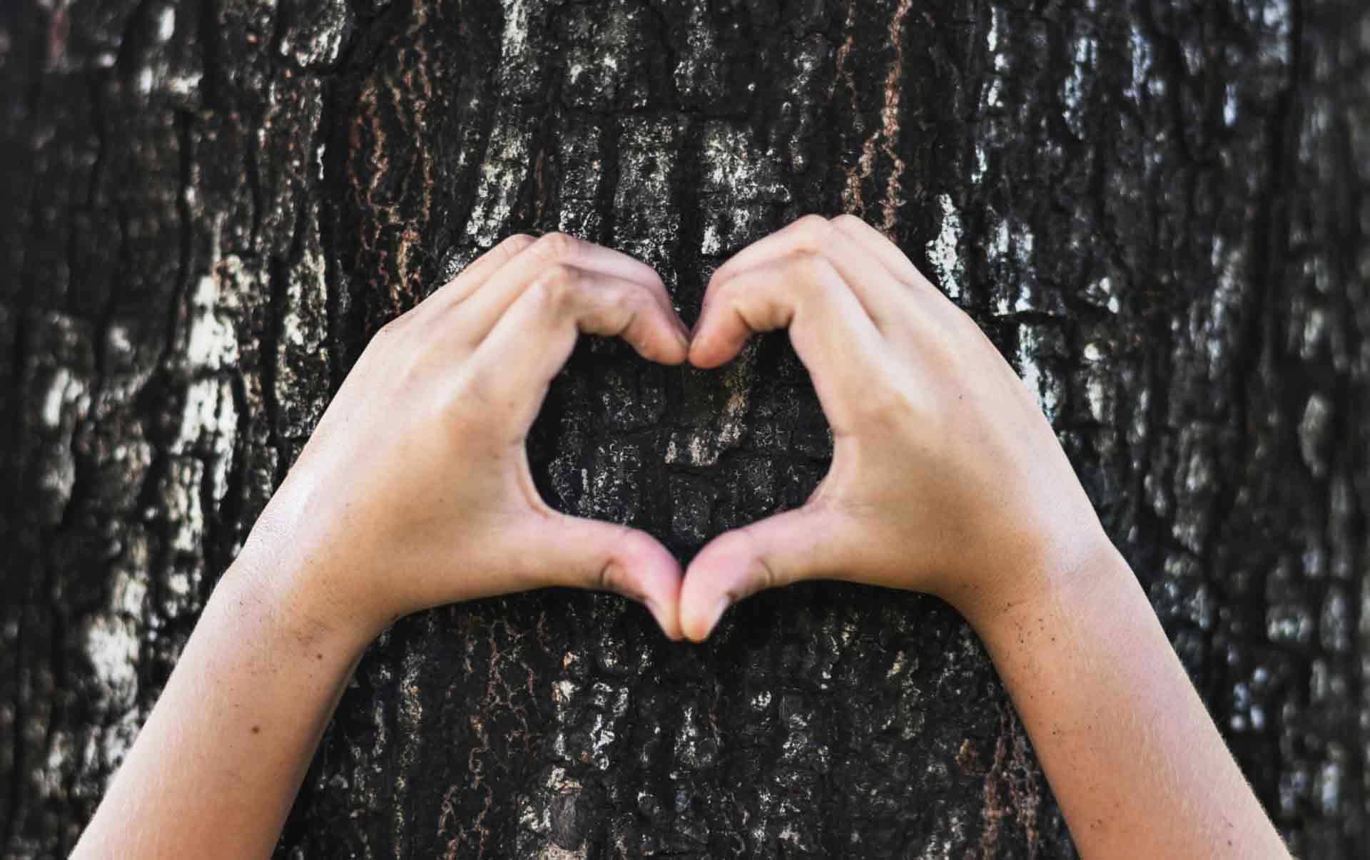 Hands Making A Heart Shape on A Tree