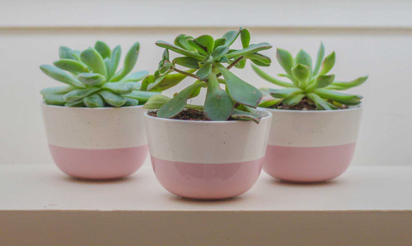 Three Plants in Pink and White Pots